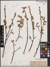 Foto von Salix caprea L.